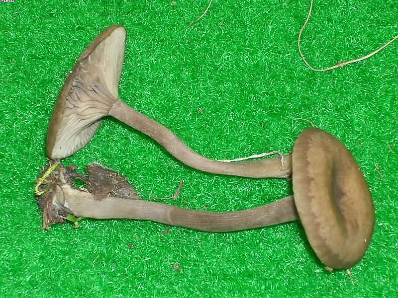 Pseudoclitocybe obbata    (Fr.)     Singer